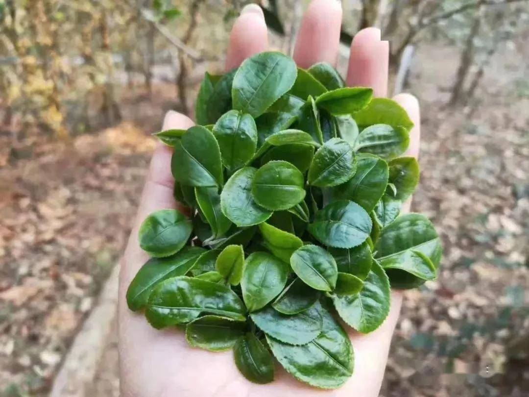 倚邦有一种奇葩的普洱茶叫猫耳朵