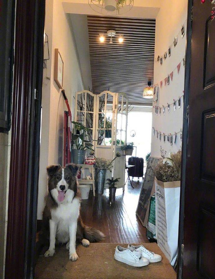 神器|拿出这个神器,立马变脸金毛不开心的时候