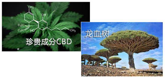 coen科恩创新龙血(麒麟竭)与大麻精华提取物(cbd)