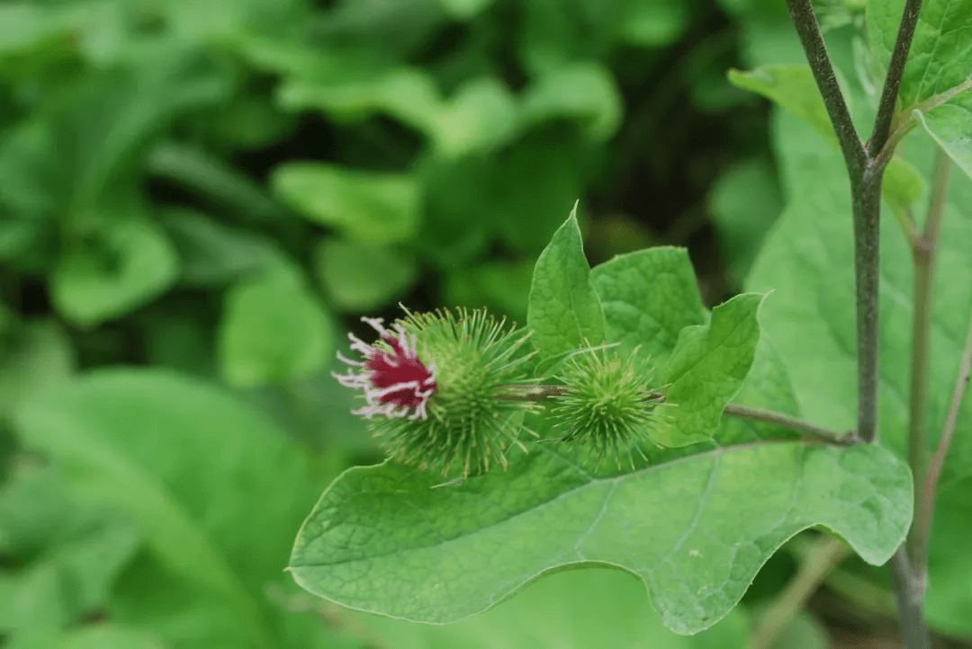 牛蒡子(牛蒡arctium lappa)