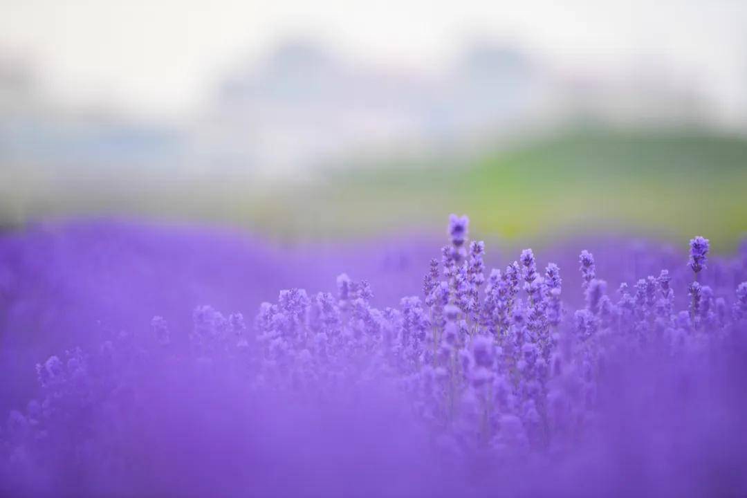 大片的薰衣草盛开!就在瓦房店!