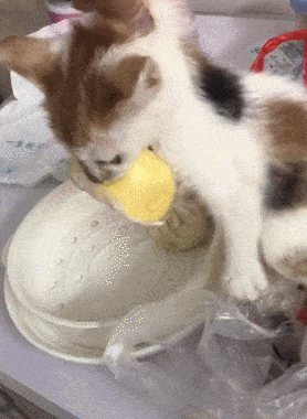 东西|吃饭成了我最困难的问题养了猫之后