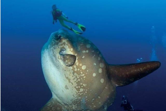 翻车鱼为什么叫翻车鱼图 64eb304fde6c40c995169c30ee18ab54.jpeg