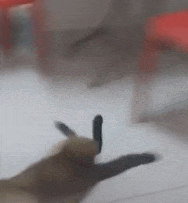 猫企图跳上椅子,惨遭摔倒,猫:只要睡的快,就没人发现我的尴尬