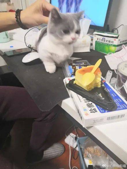 东西|吃饭成了我最困难的问题养了猫之后