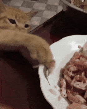 东西|吃饭成了我最困难的问题养了猫之后