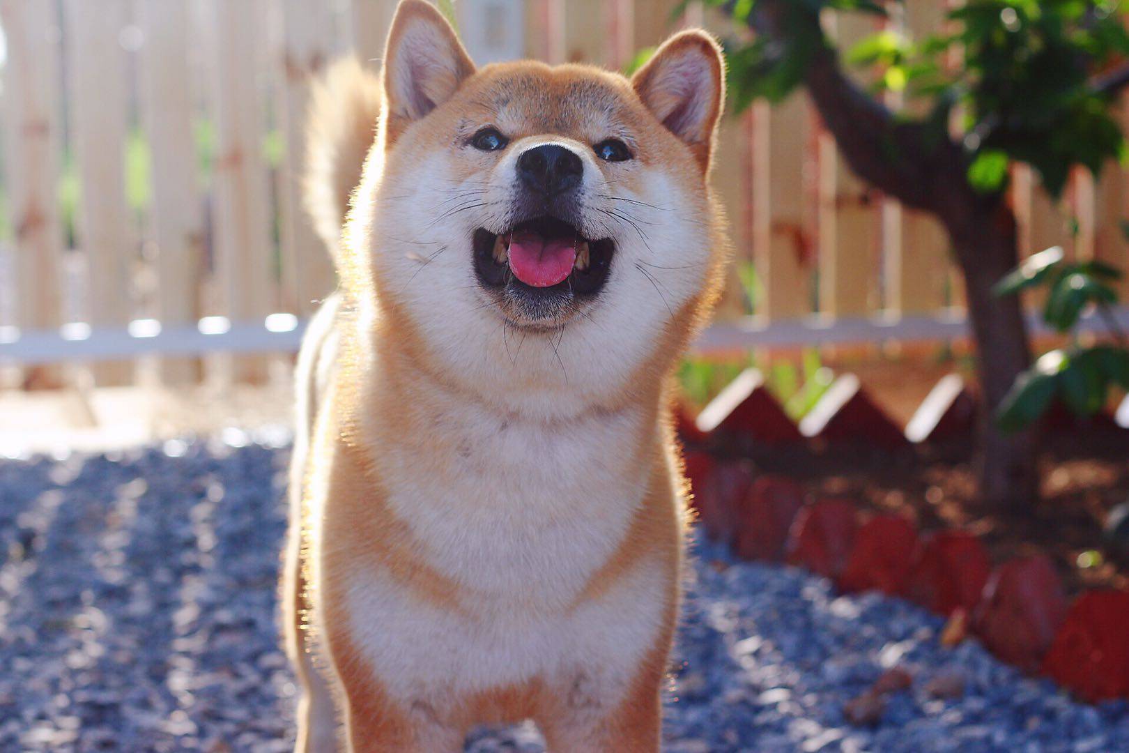 萌宠日记柴犬基础介绍篇