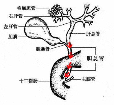 关于胆总管结石—访一附院普外一主任乔泽强