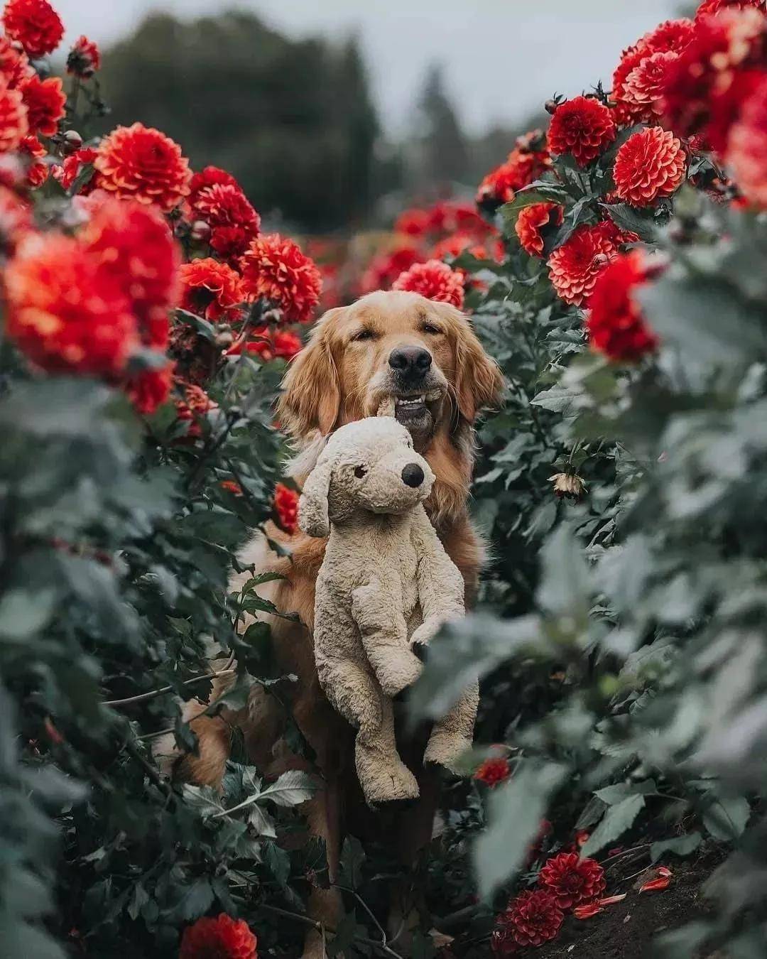 被开除的导盲犬，竟摇身一变成了“旅游博主”！