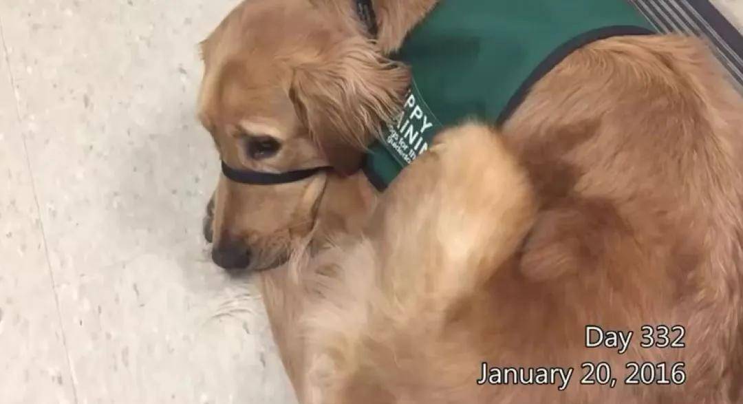 被开除的导盲犬，竟摇身一变成了“旅游博主”！