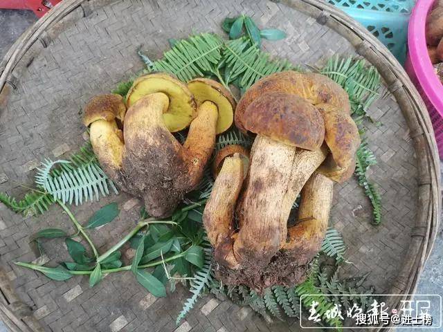 野生菌怎么吃 3303a3f7a102444aa152e3f9195681f2.jpeg