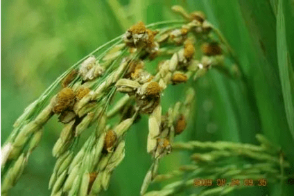 水稻有哪些常见病虫害如何防治