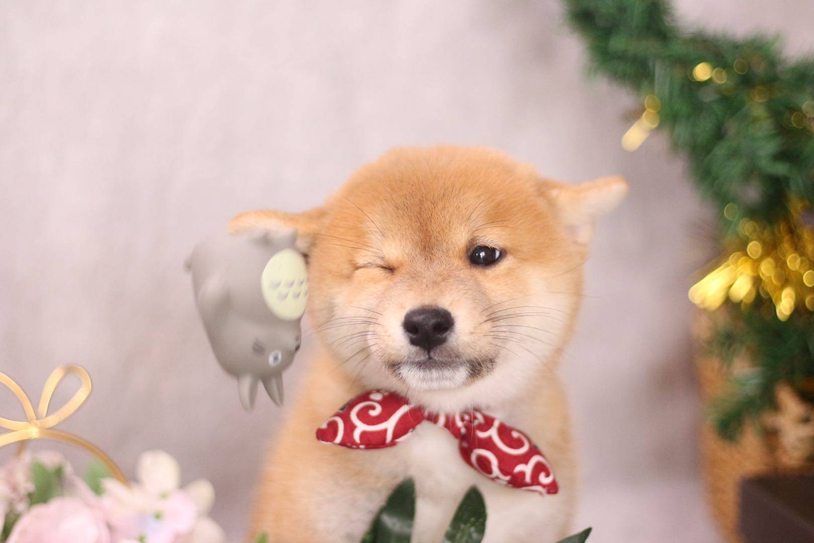 白天上班时间长的人养柴犬合适么?