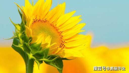 预祝2020高考顺利的话