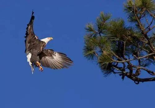 时节|养生正当时,食疗、茶疗法,总有一款适合你!小暑有“伏气”