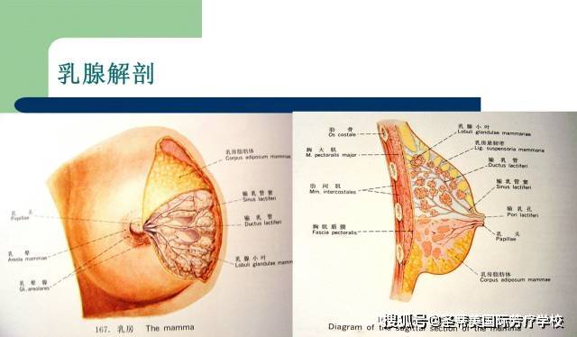 乳腺系统解剖 // naha国际芳疗师认证考试