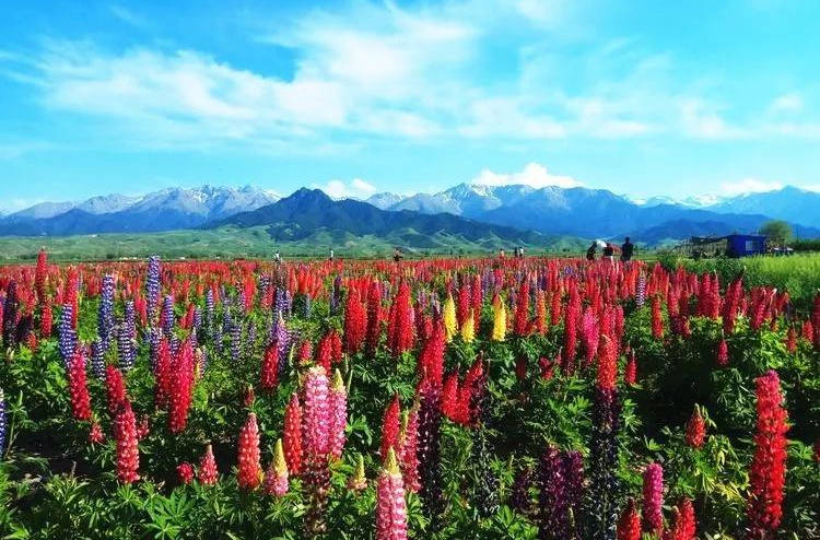 6月27日,在吉木萨尔县泉子街镇百花谷风景区,景区负责人黄朝海一边和