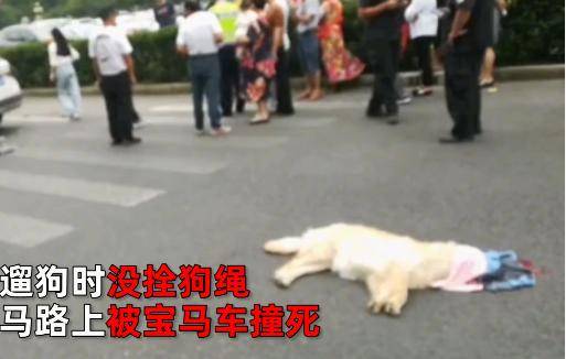 狗主人驾车撞宝马为爱犬复仇,遛狗不栓绳还有理?