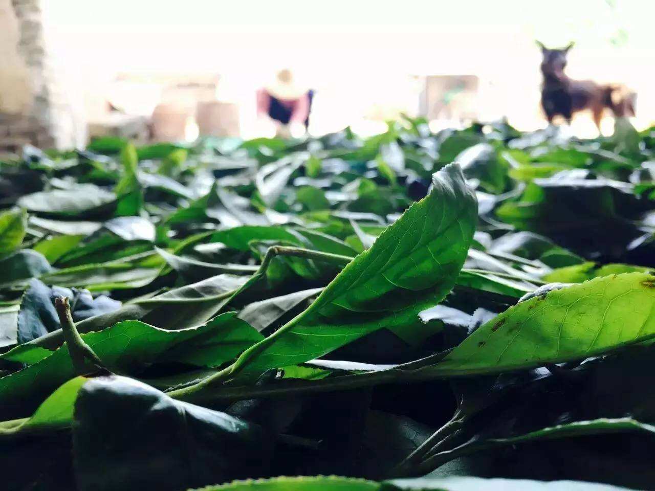 白茶|搞懂了，你也是茶博士别小看乌龙茶、白茶、普洱茶的晒青工艺