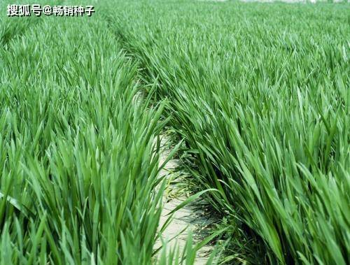 小麦品种徽研912的国审公告