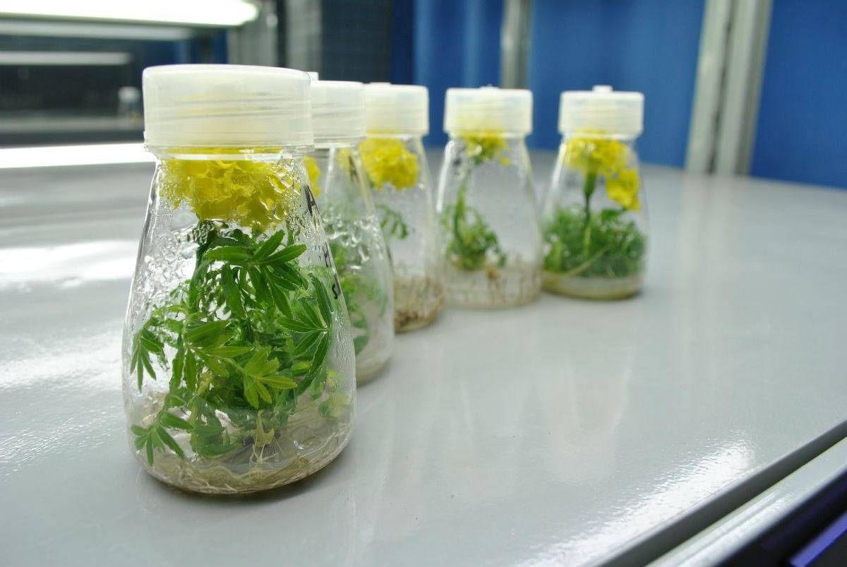 植物克隆,1棵苗1年如何变100万棵?育苗神奇种法你见过吗?