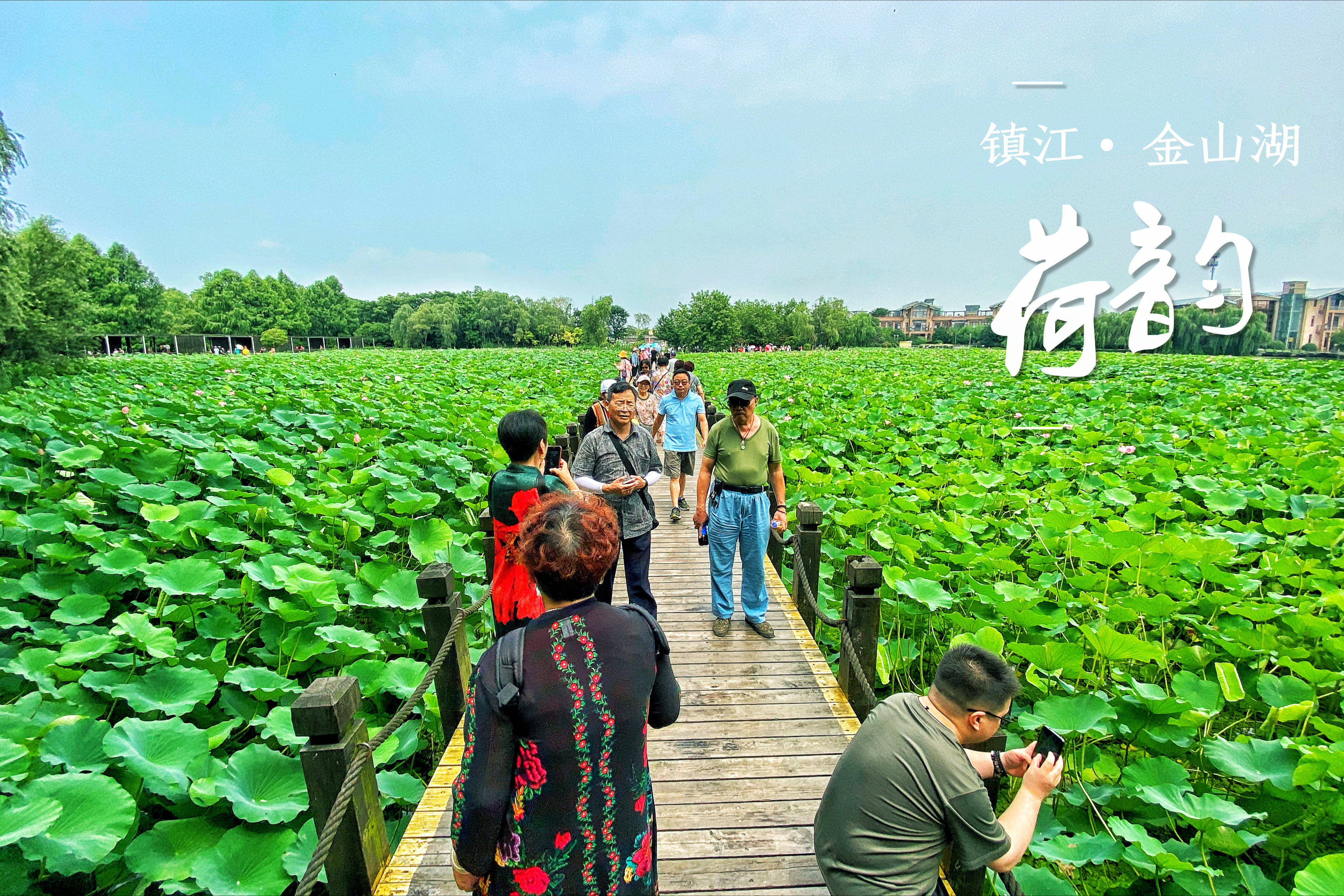 江苏镇江:金山湖近45亩网红"小荷"又霸屏