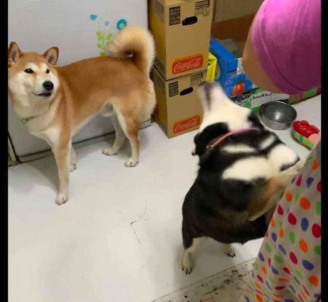 原创黑柴总是欺负黄柴,主人一来它却马上装可怜,还有两副面孔呢!