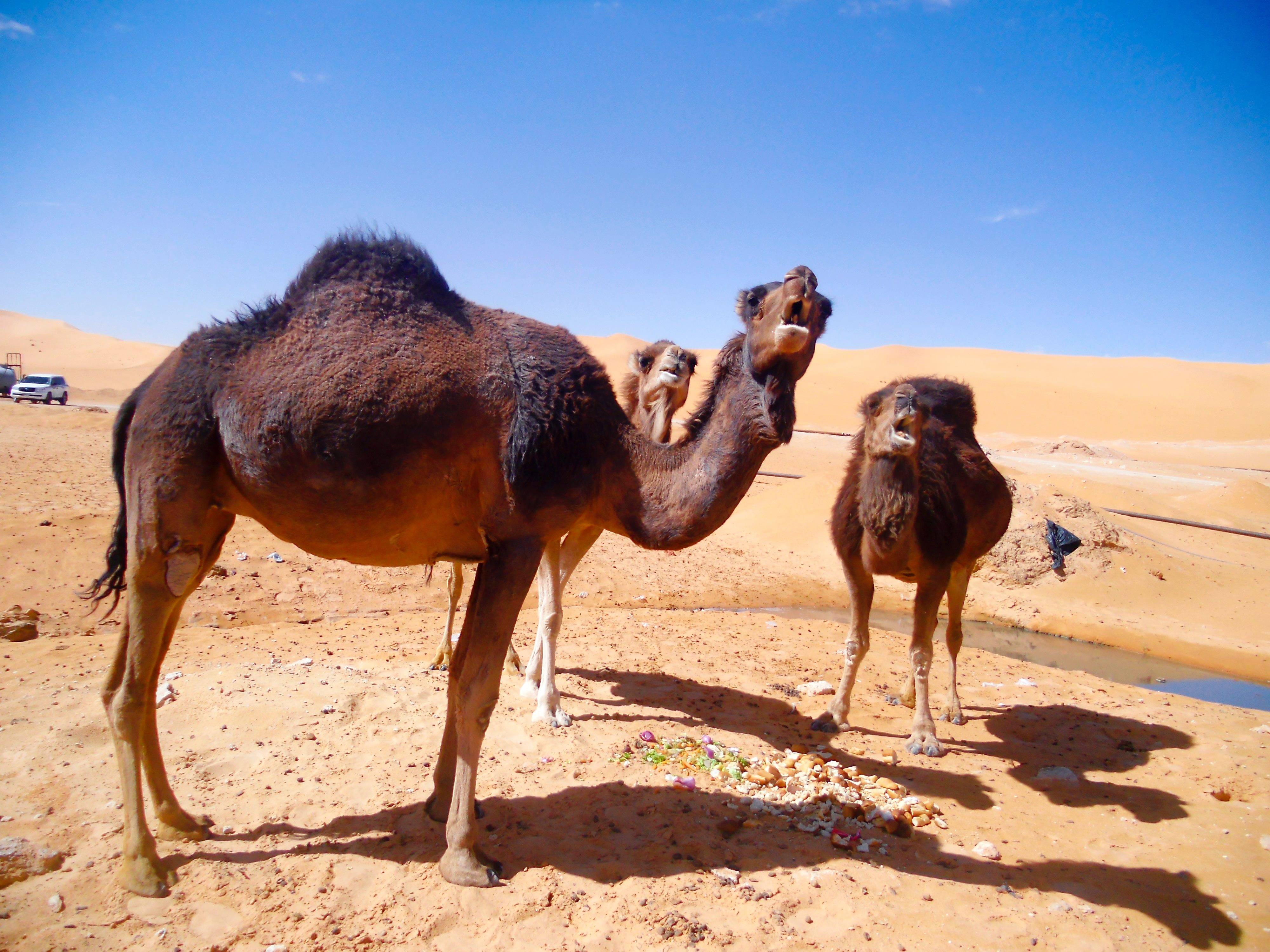 北非阿尔及利亚撒哈拉沙漠风光 骆驼