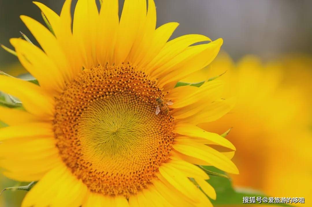 20万株向日葵齐盛开!还有600年古村
