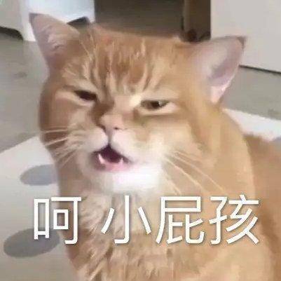 猫咪表情包合集|我心爱的狗东西在吗?