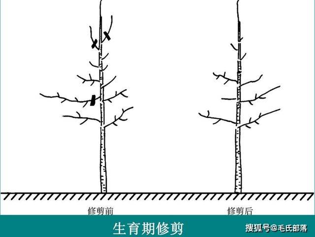 苹果树栽培技术|苹果树细长纺锤形树形的整形修剪技术