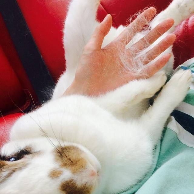 宠物猫掉毛解决办法 3a59a1b676ac4a5582918a427343204b.jpeg