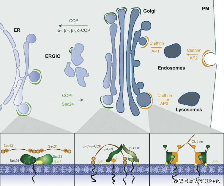 细胞内的囊泡运输.j cell biol 2016 dec 19 215(6 769–778.