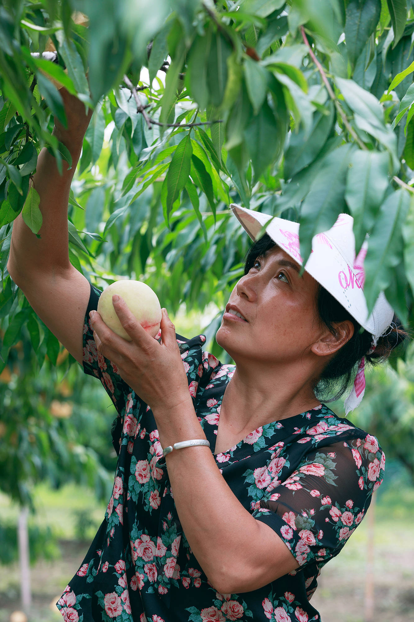 女人|正是蜜桃成熟时，番茄、蓝莓是伴娘夏风掠过北太湖