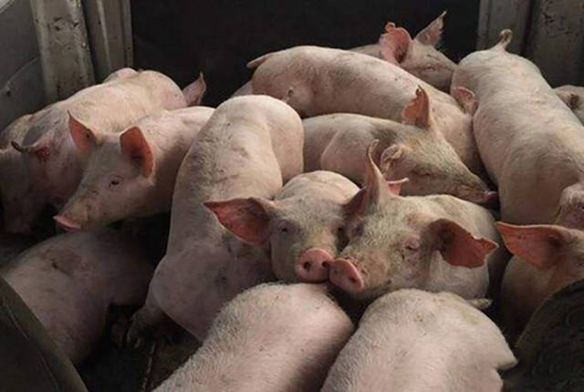 猪肉价格连涨19个月后首次转降 生猪猪肉价格查询多少钱一斤？