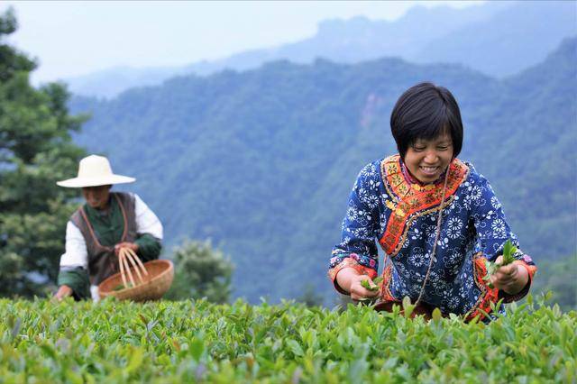 滋味|让好茶走出大山，这份“特别情益”请收下小罐茶格局不小