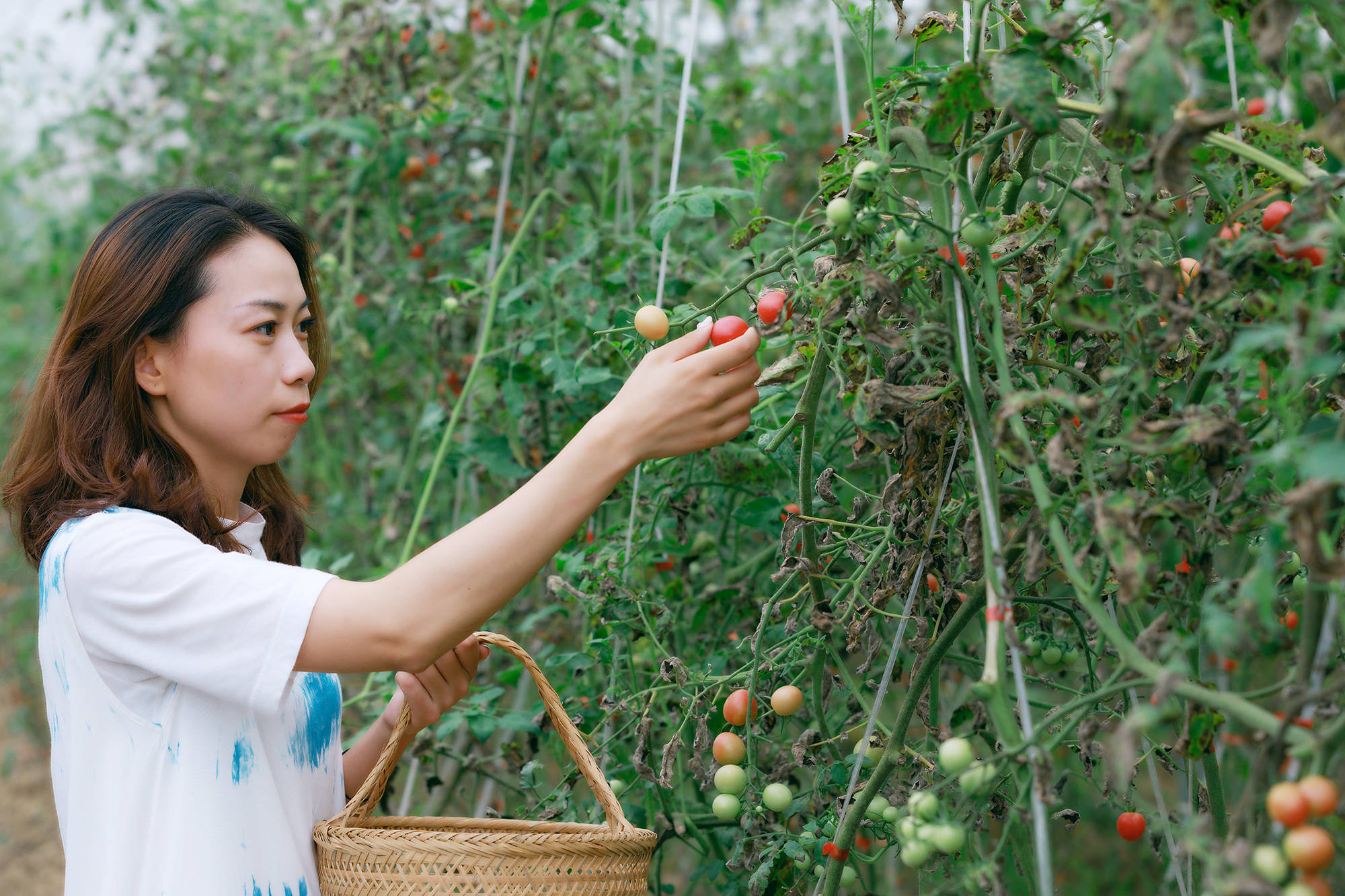 女人|正是蜜桃成熟时，番茄、蓝莓是伴娘夏风掠过北太湖