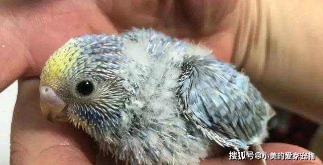 原创虎皮鹦鹉掉毛不一定就是螨虫引起的