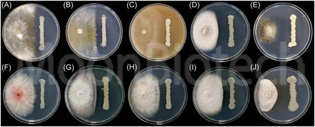 枯草芽孢杆菌mn381(平板右侧)与病原菌(平板左侧)平板对峙 | 慕恩