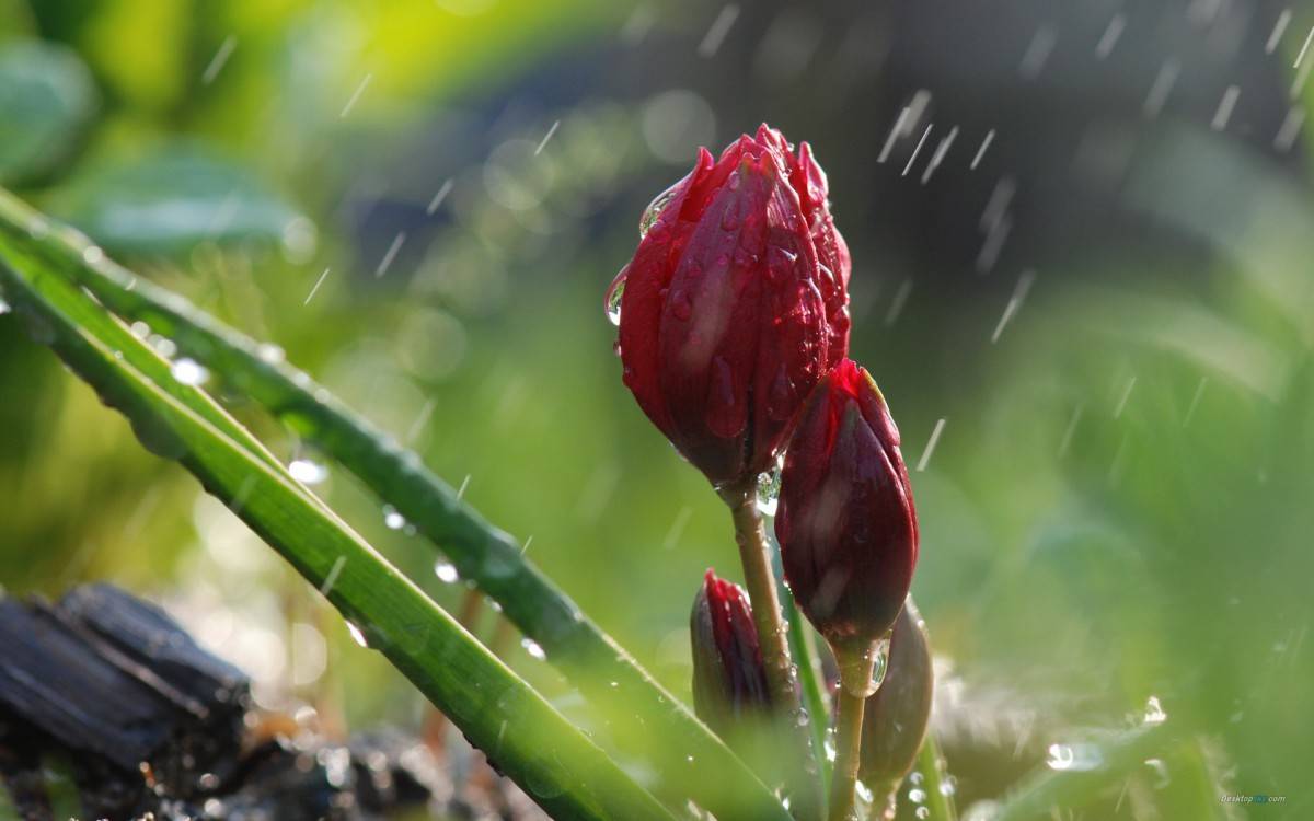 专栏诗人夏天的雨水文娄勇河北