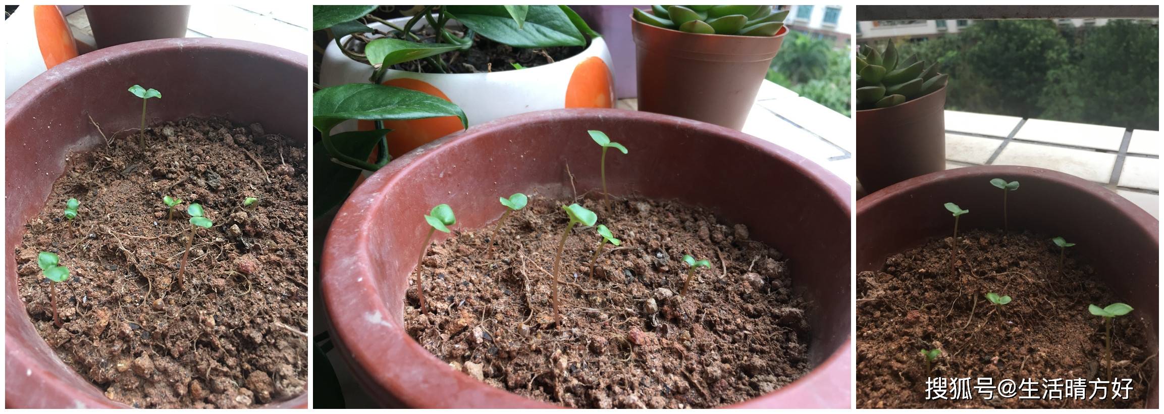 小学生科学种植实践:凤仙花的生长过程记录,让孩子在生活中学习知识