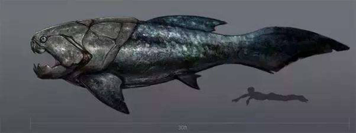 奇闻:邓氏鱼,没有天敌的生物,咬合力达5吨,能将岩石咬