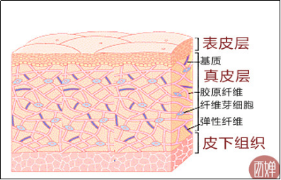 志猛老师说:皮肤基础知识之表皮层,真皮层,皮下组织