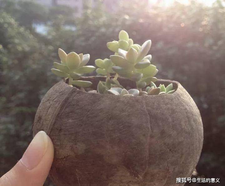 原创简单几步,教你自己动手做花盆,而且不比买的差!