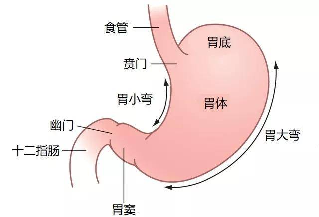 胃的形态及分区
