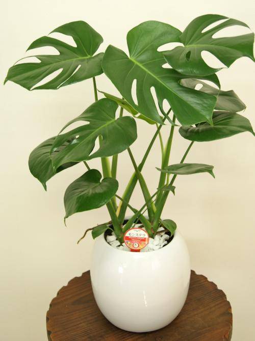 叶子|叶子油亮肥厚,越长越好!几种花用啤酒溶液擦一下