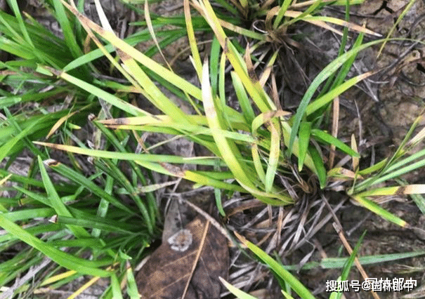 图为使用除草剂后麦冬草出现发黄的症状