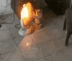 搞笑gif:美女莫非就是传说中的吃瓜群众