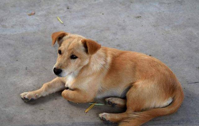 柴犬和中华田园犬都是土狗,为什么柴犬的地位远高于中华田园犬?