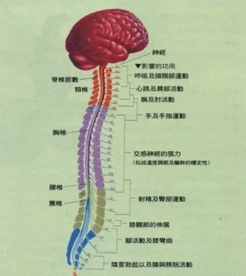 神经可能失去作用,脊髓损伤(spinal cord injury,sci)往往导致损伤节